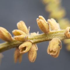 Citharexylum montanum