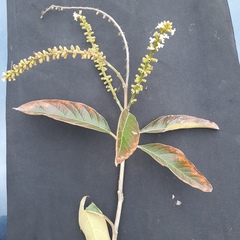 Citharexylum montanum