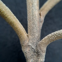 Citharexylum montanum