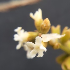 Citharexylum montanum