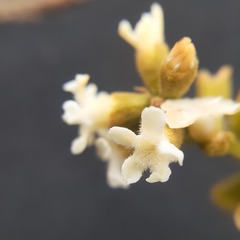 Citharexylum montanum