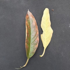 Citharexylum montanum