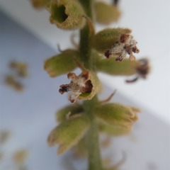 Citharexylum montanum