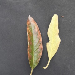 Citharexylum montanum