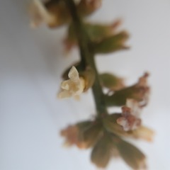 Citharexylum montanum