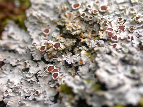 Big brown-eyed shingle