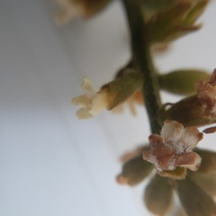 Citharexylum montanum