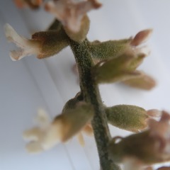 Citharexylum montanum