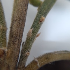 Citharexylum montanum