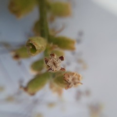 Citharexylum montanum