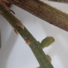 Citharexylum montanum