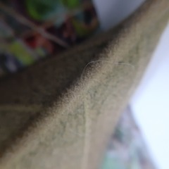 Citharexylum montanum