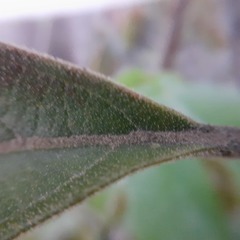 Citharexylum montanum