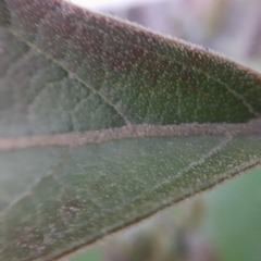 Citharexylum montanum