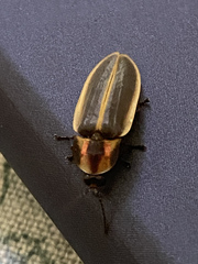 Pyractomena angulata