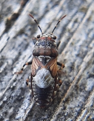 Phlegyas abbreviatus