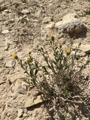 Xanthisma grindelioides