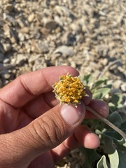 Enceliopsis nudicaulis