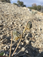 Enceliopsis nudicaulis