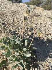 Enceliopsis nudicaulis