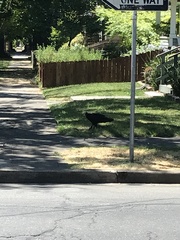 Cathartes aura
