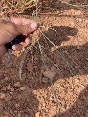 Astragalus lonchocarpus