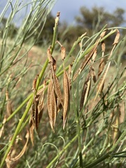 Astragalus lonchocarpus
