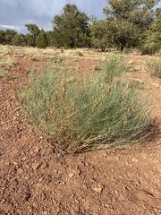 Astragalus lonchocarpus