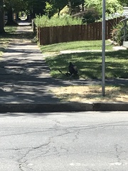 Cathartes aura