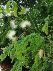 Albizia lebbeck