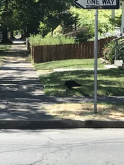 Cathartes aura