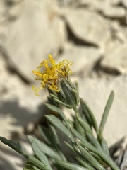Thelesperma subnudum
