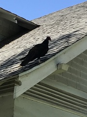 Cathartes aura