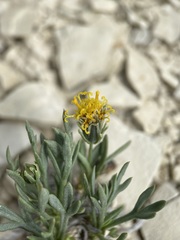 Thelesperma subnudum
