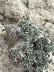 Oxytropis oreophila