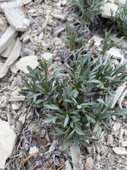 Thelesperma subnudum