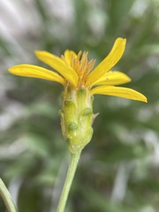 Stenotus armerioides