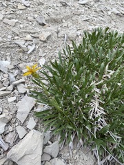 Stenotus armerioides