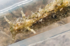 Stylocheilus striatus