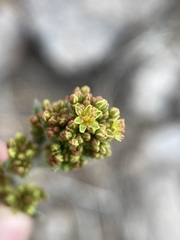 Eriogonum alatum