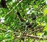 Butorides virescens image