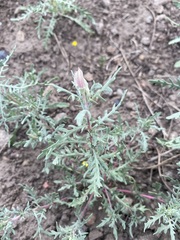 Oenothera coronopifolia