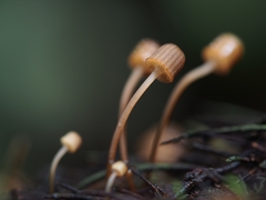 Mycena mamaku