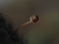 Mycena mamaku
