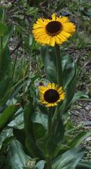 Helenium bolanderi