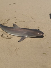 Carcharhinus brevipinna