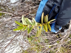 Orites lancifolius