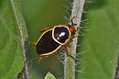 Pseudomops septentrionalis