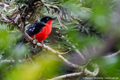 Laniarius erythrogaster