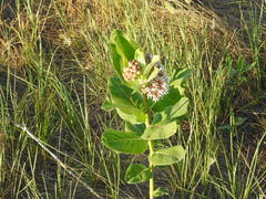 Asclepias speciosa × syriaca